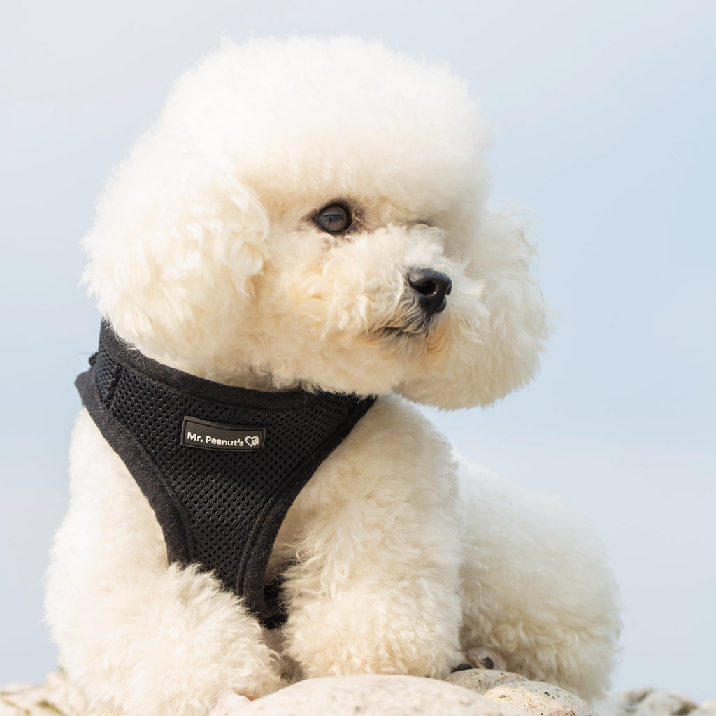 Mr. Peanut's PupTrek Soft Mesh Pet Harness with Matching Leash – Adjustable, Breathable, Choke-Free